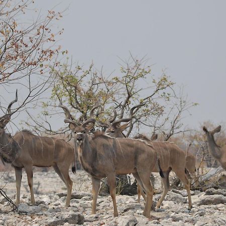 Okutala Etosha Lodge Outjo Luaran gambar