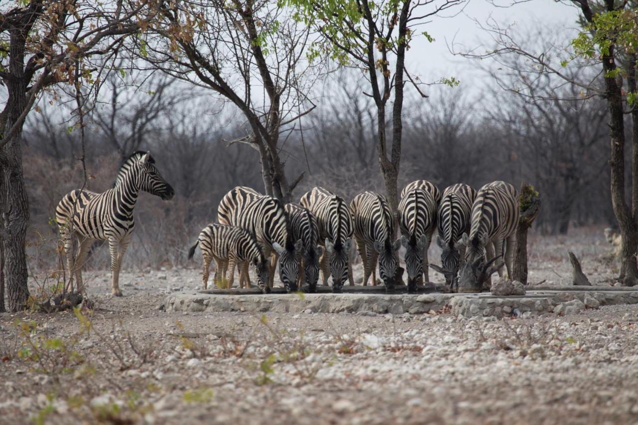 Okutala Etosha Lodge Outjo Luaran gambar
