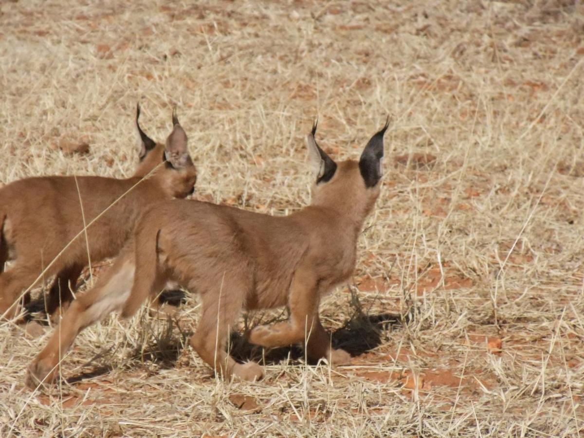 Okutala Etosha Lodge Outjo Luaran gambar